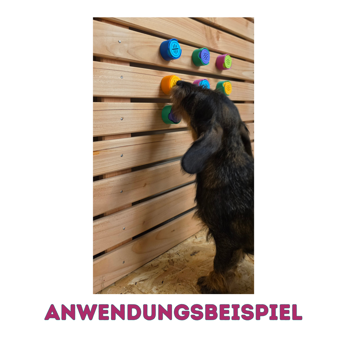10 Stück DOGNOS MEDI-Wandhülsen – Deine Station für Profi-Nasenarbeit